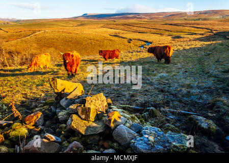 Highland bovini al di sopra di forza Catrigg nel Yorkshire Dales National Park, Inghilterra, con fontane cadde sulla skyline Foto Stock