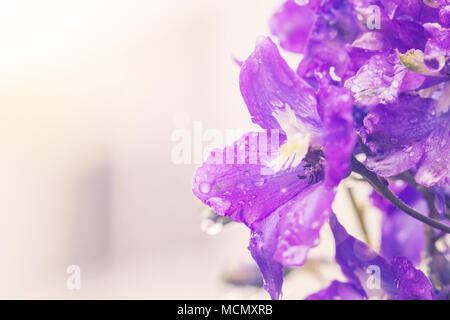 Larkspur fiori, Delphinium elatum Foto Stock