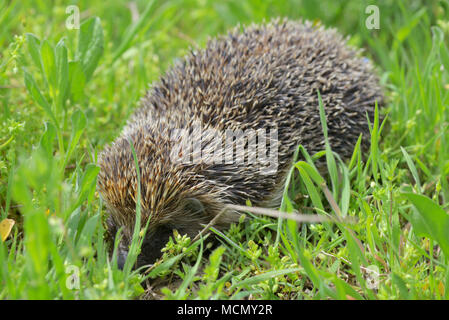 I giovani europei riccio in erba Foto Stock