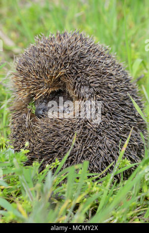 I giovani europei riccio in erba Foto Stock