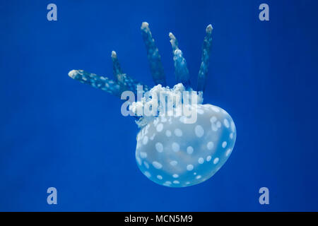 Australian spotted jelly fish noto anche come campana flottante Foto Stock