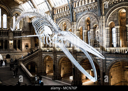 Londra, Regno Unito. Il 13 dicembre 2017. Il blu di scheletro di balena nella sala principale del Museo di Storia Naturale di Londra Foto Stock