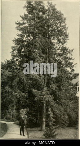 . Fig. 163. Hintergrund: Picea excelsa Link.; dicht davor: Juniperus Virginiana L.T 80-90jährig. - Kleine Pflanze: Junip. virg. pendula Hort. Foto Stock