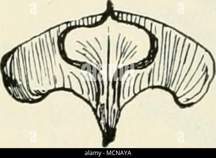 . Abies Delavayi Franch, Delavays Tanne vom Gipfel des Tsang-Chan und Omei (3500â4000 m) in YÃ¼nnan (Cina), ist wohl noch nicht in Baumschulkultur. Es soll ein niederer Baum sein, 7â17 m, mit flachen, an den Spitzen Pinsel bildenden Zweigen und mit l1/*â2 72 cm langen und 172 mm breiten, oben etwas eingeschnittenen, an den RÃ¤ndern eingerollten BlÃ¤ttern und dunkelblÃ¤ulichem, lang-zylinderischem, abgestutztem, 6â7 cm langem und 3 cm breitem Zapfen, welcher keilfÃ¶rmige, an der Spitze zurÃ¼ckgebogene, zur Reifezeit ab- stehende Schuppen und spateifÃ¶rmige, Mit einem kurzen Spitz- chen Ã¼ber Foto Stock