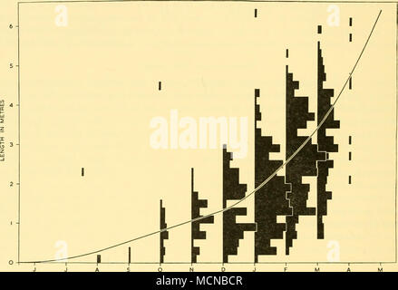 . J JASONDJ FMA MESI Text-fig. 30. Curva media della crescita fetale e mensile lunghezza fetale frequenze dell emisfero sud balenottere comuni; intervallo di classe 0-2 m. Novembre, e la dimensione superiore di gruppi di marzo e aprile campioni, per ovviare a questa tensione di polarizzazione. Per effetto di questo piccolo errore sulla distribuzione di frequenza di accoppiamento, che è ora di essere calcolato, significa che l'associazione di frequenze per i primi mesi della stagione della riproduzione e per il ritardo di mesi sarà leggermente sotto-rep risentito. Questo è pensato per avere un effetto trascurabile sulla forma della curva di abbinamento. L'effetto dei singoli Foto Stock