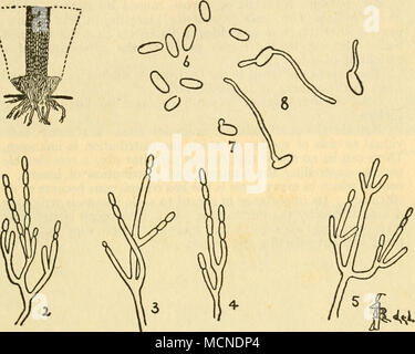 . Disegnata da] U- ^- ^orer Fig. 23 Metarrhizium anisoplioe Sorok Septohasidium si estendono al di sopra di tutto le colonie, diffondendo oltre la superficie delle foglie o di inviluppo delle foglie o rami. Un undescribed Empusa specie sembra essere abbastanza comune su Coccus viridis, La comune scala verde, in via di sviluppo entro il corpo in modo che le sue vittime si limita a guardare a secco e marrone. Aspergillus flavus è molto comune su Pseudococcus calceolarice, lo zucchero di canna- farinoso bug ; VerticilUum heterocladum è stato trovato per gli agrumi mosca bianca in un burrone di Barbados. Aphides si trovano frequentemente coperto con un Hormodendron sp. che è stato e Foto Stock