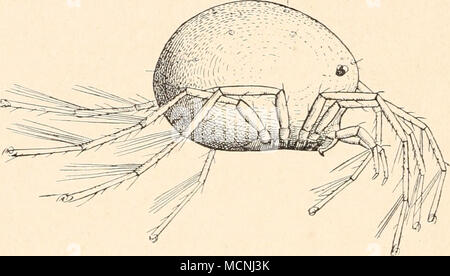 . Fig. I. Pioiia ßavescens, von der Seite gesehen. Piona ßavescens, und Betrachten Sie, nachdem sie in ein Uhr- gläschen übergeführt ist zunächst mit der Lupe. Der rundliche Rumpf ist, wie wir bemerken calva, ungeteilt, oben hochgewölbt, unten abgeflacht, così wie Fig. ho es zeigt. Bei den meisten Hydrachniden hat er diese Gestalt, nur ausnahms- weise treffen wir einen flachen Rumpf, einen stark in die Länge gezogenen, oder einen durch besondere Anhänge hinteren Am Rande ausgezeichneten. Der vorderen Hälfte der Unterfläche ent- springen die acht Füsse. Foto Stock