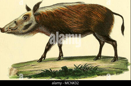 . Sus IcLi'valus Fr. Cuv. Foto Stock