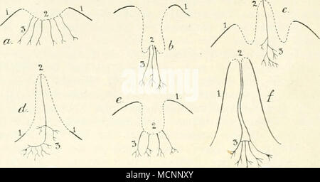 . Fig. 26. Schemata zur phylogenetischen Entwickeiung der Zitzen: un Primitiver Zustand entsprechend den Verhältnissen bei Echidna; b Halnjaturu.s a-o der Laktation; c Didelphys vor, d Zur Zeit der Laktation; letzteres Schenxa gilt auch für den Menschen und die ^faus. e embryonales, f erwachsenes crosta. / Cutiswall; 2 Drüsenfeld, die unterbrochene Linie stellt die Mammartasche dar; 3 Milchgänge. Foto Stock