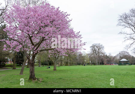 Northampton. U.K. 17 aprile 2018. Meteo. Un Sargents ciliegia. Prunus sargentii. in piena fioritura in Abington Park ora il tempo si è scaldato con periodi di sole, Credito: Keith J Smith./Alamy Live News Foto Stock