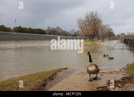 Harris Park, Londra. Xvii Apr, 2018. Regno Unito: Meteo Il Tamigi continua a culatta le sue banche in Harris Park come i livelli elevati di acqua fanno strada lungo il fiume a Londra, Ont. il 17 aprile 2018. Credito: Mark Spowart/Alamy Live News Foto Stock