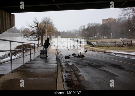 Un anziano signore alimenta le anatre e le oche canadesi sotto il Riverside Drive bridge. Con il fiume Thames continuando a culatta le sue banche in Harris Park come i livelli elevati di acqua fanno strada lungo il fiume a Londra, Ont. Foto Stock