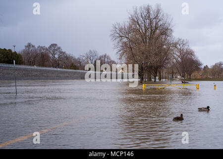 Harris Park, Londra. Xvii Apr, 2018. Regno Unito: Meteo Il Tamigi continua a culatta le sue banche in Harris Park come i livelli elevati di acqua fanno strada lungo il fiume a Londra, Ont. il 17 aprile 2018. Credito: Mark Spowart/Alamy Live News Foto Stock