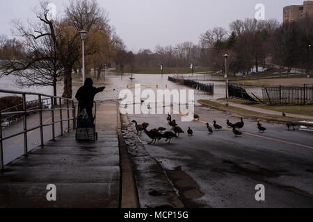 Un anziano signore alimenta le anatre e le oche canadesi sotto il Riverside Drive bridge. Con il fiume Thames continuando a culatta le sue banche in Harris Park come i livelli elevati di acqua fanno strada lungo il fiume a Londra, Ont. Foto Stock