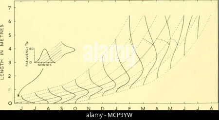 . D J F MESI Text-fig. II. Diagramma per mostrare i cambiamenti previsti nelle forme del mensile lunghezza fetale frequenze per la balenottera comune. Vedere il testo per la spiegazione. Facendo ora riferimento al tasso medio di crescita fetale curva per le balenottere comuni, questo significa che i feti al di sopra di circa 475 m. di lunghezza deve essere sottorappresentate in Antartide campioni. La probabile eflFect del presente sulla forma del mensile lunghezza delle curve di frequenza è indicato nel testo-fig. 11 bv le linee tratteggiate. In febbraio il campione dovrebbe essere solo leggermente influenzata, ma a partire da marzo il eflFect sulla distribuzione di frequenza deve essere consi Foto Stock