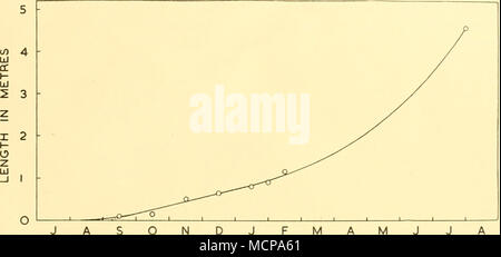 . ASONDJ FM &lt;-^o-^ mesi Text-fig. 6. La crescita fetale in lunghezza dell emisfero sud Humpback Whale, Megaptera novaeangliae. I punti sono valori medi. Vedere il testo di spiegazione. u u 5 4 - 3 - 2 - z UJ Foto Stock