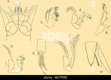 . Fig. 39. Mysidopsis acuta Hansen. Un, estremità anteriore del maschio adulto in vista dorsale, x 20; B, mandibola, x 20; C, mascella, x 45; D, prima appendice toracica con epipod, X25; E, seconda appendice toracica, X20; F, terza appendice toracica, X20; G, quarto pleopod del maschio, x 20; H, telson e uropod destro, x 20. La distribuzione. I tipi di questa specie sono state prese a 16 m. di Berkeley Sound, Isole Falkland e da allora è stato preso in due occasioni off Tierra del Fuego in 6-10 fm. (Hansen, 1921, p. 3). Il presente record non si estendono in modo apprezzabile la sua nota portata geografica, ma la maggior parte della cattura Foto Stock