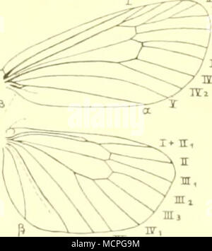 . Fig. 53. Fliigelgeiider von Aglaöpe infaüsta L. q^ : auf Vi vergrössert und schwarzen Punkten. Sie lebt bis Juni, Juli, un Dorycninm suffruticosum und verpuppt sich in einem weißlichen, länglich runden Gehäuse, l'aitwickhmg nach 12-15 Tagen. - B. R. &AMP; gr. Zygaen. pl. I, Fig. 4 - 6. - IIill. ilcin. S. Cannes 1879. p. V, lig. II 14. Die folgenden Gattungen, mit Fühlern gekämmten und mir einem Sporenpaar der Ilinterschienen krmnten den Anthrocera-Arten als Unterfamilie Procrinae (vom genere Procrio gebildet) gegenübergestellt werden. 2. Gattung. Aglaöpe, Lafr. (AyXaog glänzenil; (joni) Aus Foto Stock