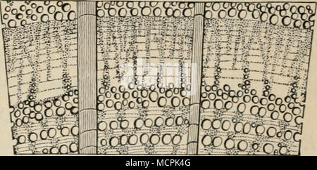 . Fig. 131). Vergr. 3/1. Querschnittsansicht des Holzes der Stieleiche. (Nach K. Hart ig.) Die ringporigen Eichenhölzer sind in modo übereinstimmend gebaut, dass die Erkennung ihrer Abstammung nach äußeren oder nach mikrosko- pischen Merkmalen selbst bei Beschränkung auf die wenigen hier essere- schriebenen Arten nur insoweit durchführbar ist, als es sich um Ange- hörige der Gruppe der Weißeichen solchen gegenüber der Gruppe der Roteichen handelt 3). Innerhalb jeder dieser Gruppen ist die Struktur in modo gleichartig, dass die zugehörigen Hölzer anatomisch wohl kaum aus- einander zu halten sind. Dabei darf ni Foto Stock