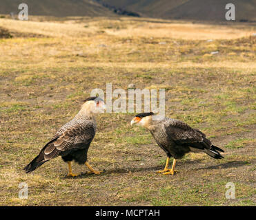 Una coppia di Southern caracara crestato, caracara plancus, Parco Nazionale Torres del Paine, Patagonia, Cile, Sud America Foto Stock
