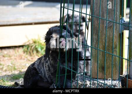 Miniatura CUCCIOLO SCHNAUZER vicino volto ritratto, di razza, campione linea, molto tipico rappresentante della razza Foto Stock