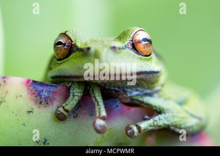 Macrofotografia della testa di una rana verde appoggiato su di una foglia di succulenti. Foto Stock