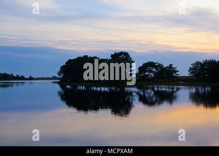 Nuovo paesaggio forestale a hatchet stagno, HAMPSHIRE REGNO UNITO Foto Stock