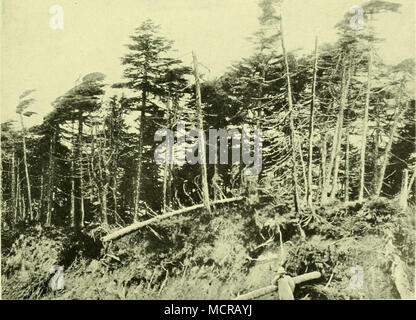 . B) 6ibiriichi? Tanne (Abies sibiiica), Urcoald bildend. Nach Photographie. Foto Stock