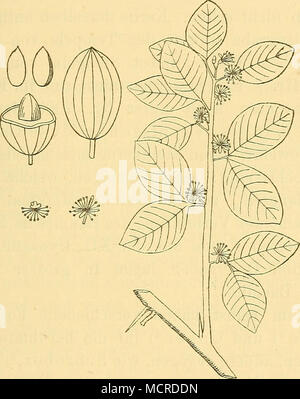 . Fig. 148. Balanitea aegyptiaca Del. Blühender Zweig, einzelne'^Blüten,'^gesclüosBene und geöffnete Pruclit mit Samenkern. (Nach Delile, descrizione. Botan. Atlas PI. XXVII.) El-Hob undHedjlidj. Schon die hieroglyphische Bezeichnung spricht dafür, dass er im altenAegypten zu den Nutzbäumen ge- hörte. Gegenwärtig findet man ihn nur vereinzelt in den Gärten grössererStädte Aegyptens angepflanzt, dagegen ist er sehr häufig in den Wüstenthälern des südlichen Nubiens, in Abyssinien, im östlichen und westlichen Sudan und im capitolo Gebiet des weissen nullo teils als Baum, teils als Strauch wildwachsend anzu- Foto Stock