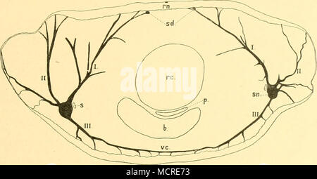 . Textflg. 15. Phallonemertes Murrayi. Aus mehreren Quer.schnitten zusammengezeichnetc luill)- sfhematische Darstellung der KÃ¶rpernerven, Sn, Seitennervenstamm; s&lt;i, Querschnitt der Suhdor.sal- nerven: rn. RÃ¼Ckennerv; vc, ventrale Nervenkoramissur; I, II, III, Dorsale respektive-, laterale- und MedianÃ¤ste der Scitennerven; s, SeitengefÃ¤ss; rc, Rhynchocoelom; p, Fylorusrohi"; b, Blinddarm. Â 2(i. Schon 0,3 mm. hinter ihrem Ursprung bilden sich die ersten Anastomosen mit den SeitennervenstÃ¤mmen und weiter hinten sind Anastomosen zwischen jedem Paar von Darmdivertikeln nachzuweisen. Von di Foto Stock