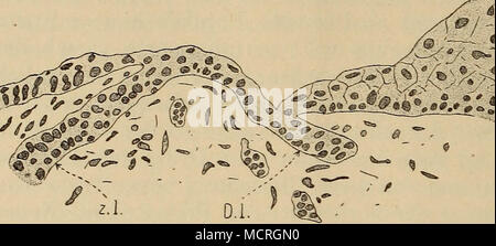 . Fig. 58. -•• Miceti. Unterkieferepithel mit Zahnleiste (Z. /.) Und Nebenleiste (D. I). histologischen Charakter der Kieferwallbekleidung hervor. Es besteht diese aus einem einschichtigen Epithel. Mediale von der Zahnleiste sind die Kerne groß, rund, stehen mehr senkrecht zur Oberfläche, laterale von der Drüsenleiste erscheinen die Kerne stärker abgeplattet. Es verrät die Zahnleiste in dem zellularen Bau sofort ihren Charakter der Doppellamelle. Bei sehr jungen Objekten sind nur zwei Zellschichten zu unterscheiden, ein laterales und ein mediales Blatt; jedes besteht aus einer einzigen Zellschi Foto Stock