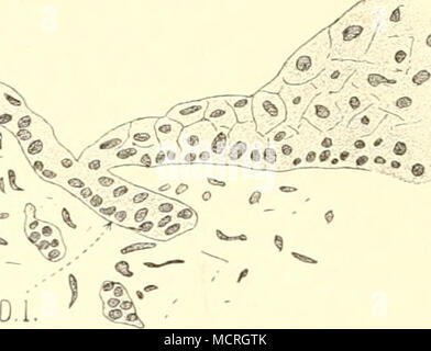 . FijT. 58. I miceti. Unterkieferepithel mit Zahnleiste {Z. l.) und Nebenleiste (A /). histnlogischeii Charakter der Kieferwallbekleidung hervor. Es besteht diese aus einem einschichtigen Epithel. Mediale von der Zahnleiste sind die Kerne groß, rund, stehen mehr senkrecht zur Oberfläche, laterale von der Drüsenleiste erscheinen die Kerne stärker abgeplattet. Es verrät die Zahnleiste in dem zellularen Bau sofort ihren Charakter der Doppellamelle. Bei sehr Jungen Objekten sind nur zwei Zellschichten zu unterscheiden, ein laterales und ein mediales Blatt; jedes besteht aus einer einzigen Zellschicht Foto Stock