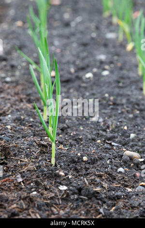 Allium sativum. Giovani aglio Mersley Wight piante che crescono in un orto in inizio primavera. Regno Unito Foto Stock