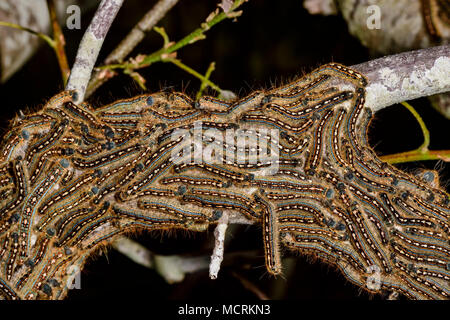 Forest tenda falena Caterpillar Foto Stock