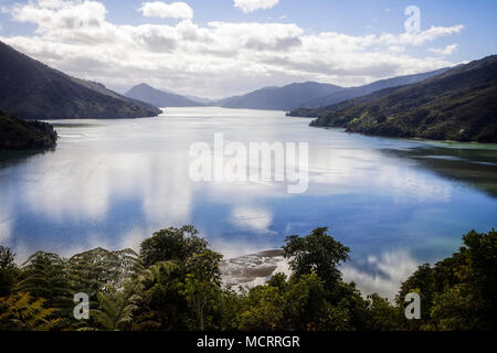 Guardando verso il basso Pelorus suono nel Marlborough Sounds Maritime Park, South Island, in Nuova Zelanda. Foto Stock