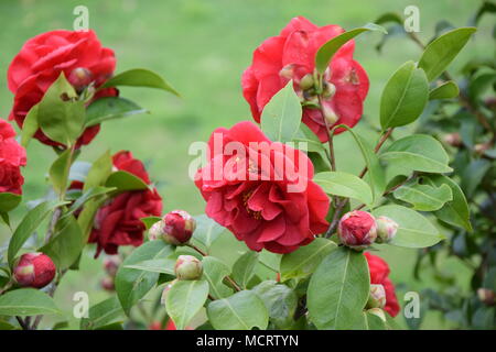 Close-up di red Camelia in fiore, elegante e bella Foto Stock