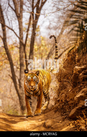 Femmina impressionante tigre del Bengala (Panthera tigris) camminando su una traccia con il tail rialzato, il Parco nazionale di Ranthambore, Rajasthan, India settentrionale Foto Stock