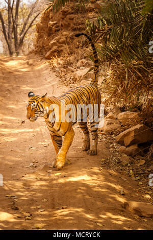 Femmina impressionante tigre del Bengala (Panthera tigris) passeggiate, marcatura a spruzzo il suo territorio, il Parco nazionale di Ranthambore, Rajasthan, India settentrionale Foto Stock