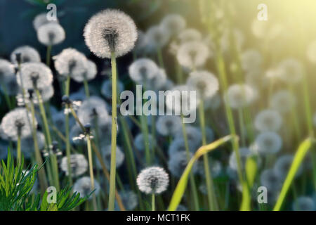 Molla romantico sfondo - un prato di bianchi e soffici fiori di tarassaco con semi nella luce del sole di mattina twinkles - messa a fuoco selettiva Foto Stock