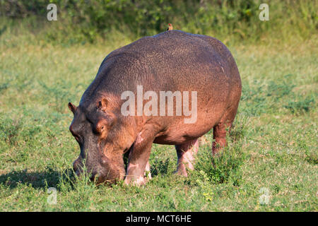 Close up di ippopotamo pascolo a lago Kariba, Zimbabwe Foto Stock