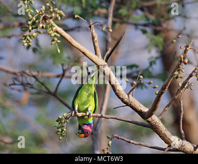 Prugna intitolata parrocchetto occupato su alimentazione verde-giallo frutti di un semi-albero essiccato Foto Stock