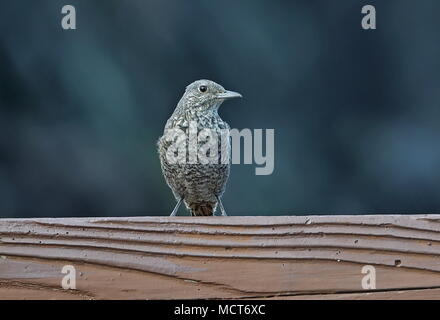 Blue Rock-Tordo (Monticola solitarius philippensis) femmina adulta appollaiato sulla rampa di recinzione Lanyu Isola, Taiwan Aprile Foto Stock