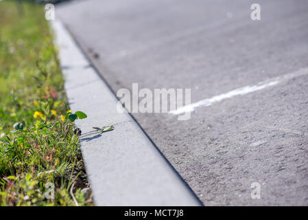 Erba crescono fuori dal bordo di cemento sul lato di un parcheggio Foto Stock