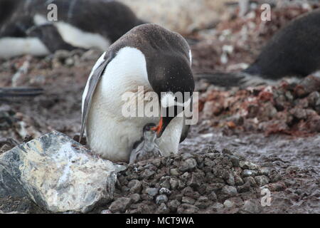Pinguini in Antartide Foto Stock