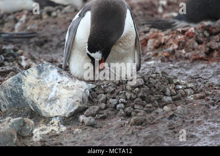 Pinguini in Antartide Foto Stock