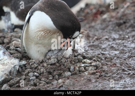 Pinguini in Antartide Foto Stock