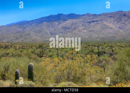 Il Saguaro East Rincon Mountain National Park in Tucson, Arizona Foto Stock