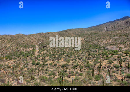 Il Saguaro East Rincon Mountain National Park in Tucson, Arizona Foto Stock