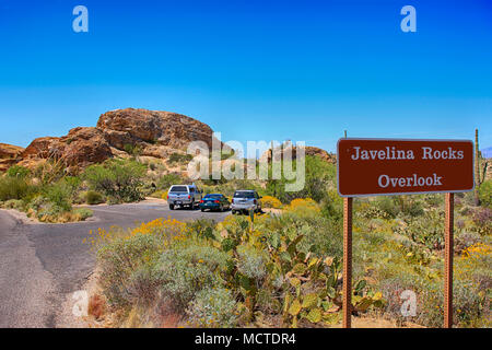 Il Saguaro East Rincon Mountain National Park in Tucson, Arizona Foto Stock