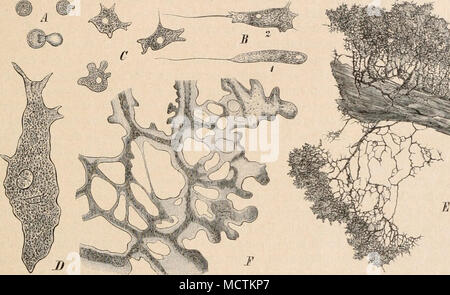 . Fig. 4. Un Sporen und Keimung von Comatricha nigra (390). B Scliwärmer von Il didimio Serpula (350). C Amöben von Fuligo septica (390). D kleines Plasmodium derselben (390). - E Ausgebildetes Plasmodium von Il didimio Serpula (nat. Gr.). - F ein Teil eines von solchen Did. granidosum (350). (A,C,D, aus de Bary, Mycetozoen, B, E I^ aus Cienkowski: Das Plasmodium.) schwingende Geißel voran, ihren Protoplasmakörper biegend und windend, in verschie- dener Weise, calvo schnell im Wasser schwimmend, calvo hüpfend oder kriechend, und gleichen così den Schwärmsporen mancher Pilze (besonders denen der Chijt Foto Stock